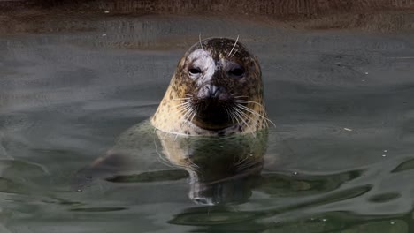 (Phoca-vitulina)-pokes-his-head-out-of-the-water.-Harbor-seal-resting-in-water