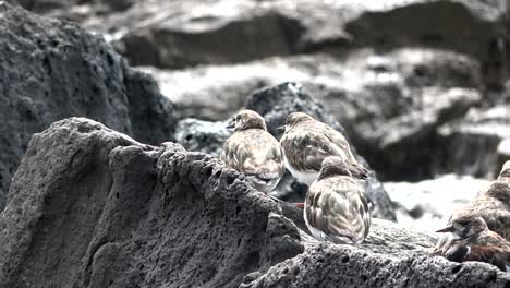 Chorlitejo-común,-Charadrius-hiaticula,-playa,-Fuerteventura,-aves,-4K