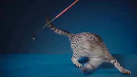 The-Egyptian-Mau-cat-playing-with-a-toy