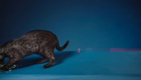 Kitten-Egyptian-Mau-playing-with-two-toy-at-the-same-time