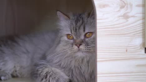 Close-up-kitten-cute-with-blurred-background.-concept-of-animal-and-pet-at-home.