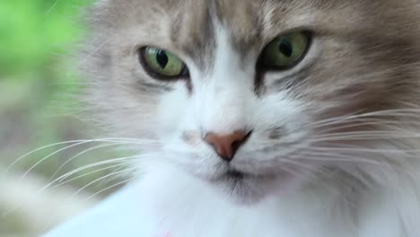 Close-up-retrato-de-hermoso-gato-blanco