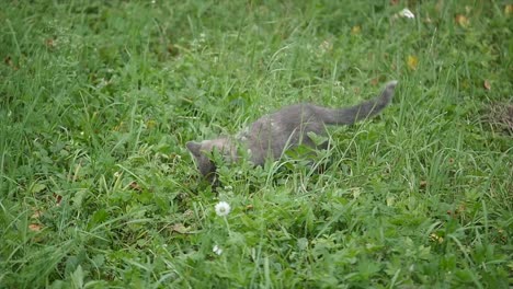 Süße-graue-Katze,-die-zu-Fuß-auf-den-Garten