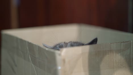 Körpersprache-der-Katze.-Angst-Katze-legt-seine-Ohren-sitzend-in-einer-Box.