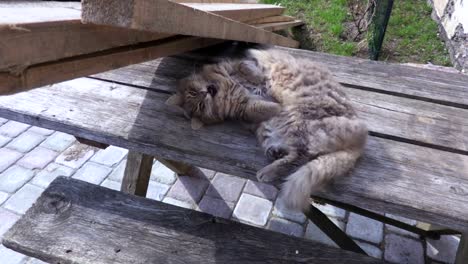 Gato-duerme-en-el-patio-sobre-la-mesa