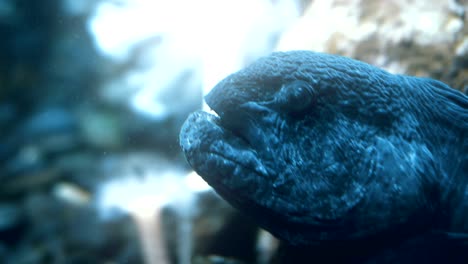 Cinematic-portrait-of-a-wolf-eel.