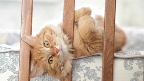 Lindo-gato-curioso-jengibre-acostado-en-la-cama-del-niño.-Animal-doméstico-mullido-asomó-su-cabeza-entre-los-rieles-de-la-cuna.-Acogedor-mañana-en-casa