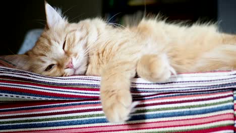 Cute-ginger-cat-lying-on-striped-fabric.-Fluffy-pet-comfortable-settled-to-sleep