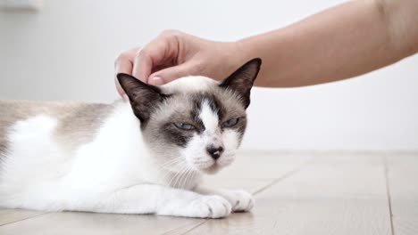 Hombre-asiático-con-mayor-gato-acostado-en-el-piso-en-su-casa.