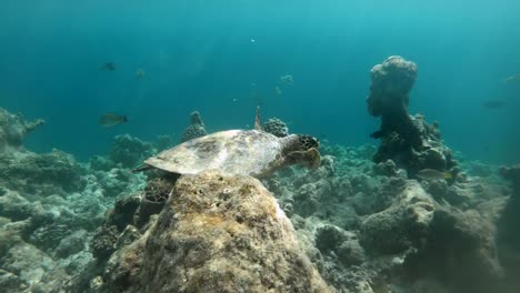 Reptile-Sea-Turtle-Swimming-Near-Corals-In-Ocean-Waters