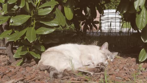 Hauskatze-Porträt-im-Freien-schlafen-im-Hausgarten