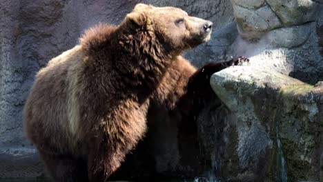Brown-bear-(Ursus-arctos-beringianus).-Kamchatka-brown-bear.