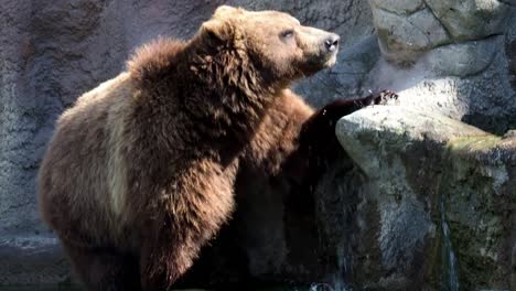 Oso-pardo-(Ursus-arctos-beringianus).-Oso-marrón-de-Kamchatka.