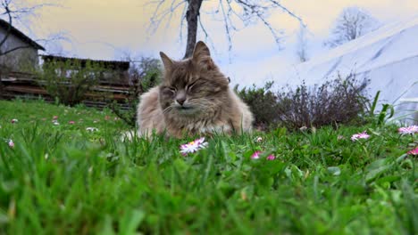 Cat-sleeping-in-grass