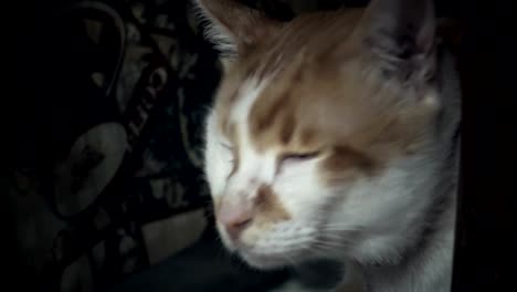 Domestic-cat-is-under-the-table-and-looking-for-something-and-scared