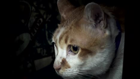 Domestic-cat-is-under-the-table-and-looking-for-something-and-scared