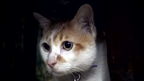 Domestic-cat-is-under-the-table-and-looking-for-something-and-scared