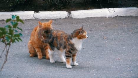 Sin-hogar-marzo-rojo-gato-y-gato-de-tres-colores-en-el-parque-de-la-ciudad