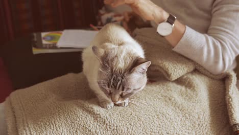 Frau-kuscheln-und-streicheln,-Hauskatze-auf-Beinen-liegend