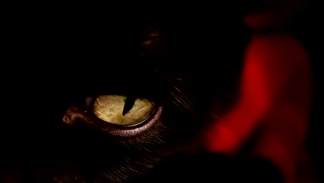 Black-cat's-yellow-eye.