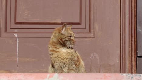 gato-se-está-calentando-en-el-sol