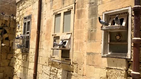 Flock-Of-Pigeons-Standing-On-Shelf