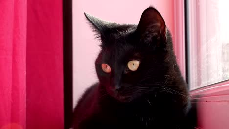 cute-black-young-cat-looking-out-of-the-window-nervously