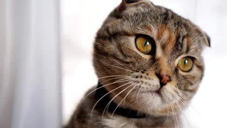 Cute-young-cat-cute-looks-at-the-camera,-close-up