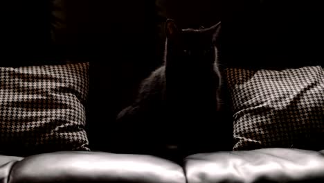 Schwarze-Katze-Pflege-selbst.-4K-Filmmaterial.