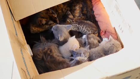 Süße-tabby-Kätzchen-in-a-box