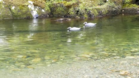 paar-seltene-Neuseeland-Blaue-Enten