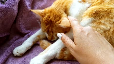 Happy-red-cat-kitten-likes-being-stroked-by-woman's-hand.