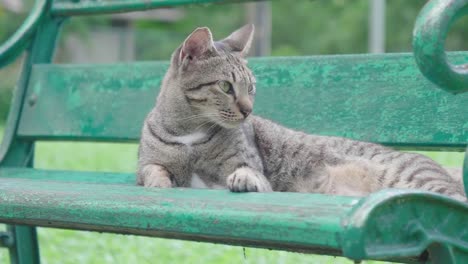 Katze-auf-dem-Stuhl-in-der-Lumpini-Park,-Bangkok.