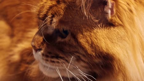 Close-up-portrait-of-tabby-Maine-Coon-cat