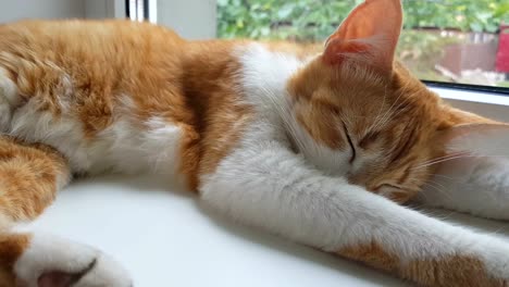 Morning-sunlight-on-the-slumbering-red-cat.-Cute-funny-red-white-cat-on-the-windowsill,-close-up,-dynamic-scene,-4k-video.