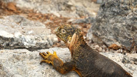 hohen-Winkel-Nahaufnahme-von-einem-Land-Iguana-South-Plazas-der-Galapagos-Inseln.