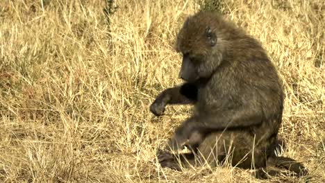 Nahaufnahme-von-einer-Olive-Pavian-in-Masai-Mara-Nationalpark,-Kenia