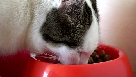 gato-de-casa-de-gatito-blanco-años-comiendo-galletas