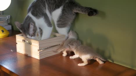 Familia-de-gatos-en-caja-de-madera