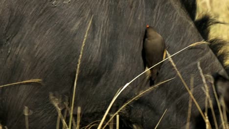 Tracking-schließen-sich-ein-Oxpecker-am-Hals-der-Kaffernbüffel-in-Masai-mara