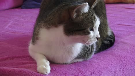 Portrait-of-a-pretty-cat-is-sitting-on-a-sofa