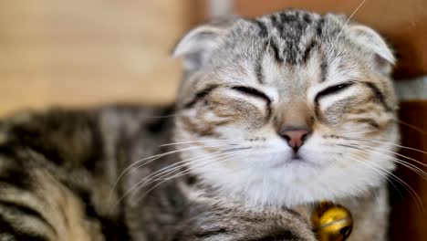 4K-Cute-tabby-cat-sleeping-with-sweet-dream-at-home