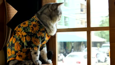 4K-Tabby-sitting-front-of-the-window-and-looking-outside