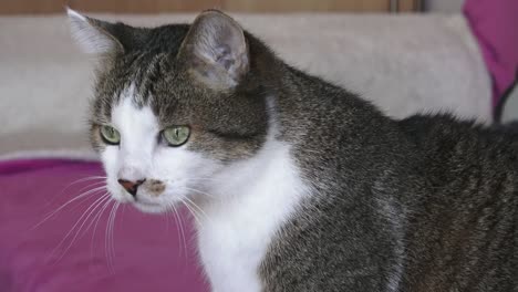 Portrait-of-a-pretty-cat-is-sitting-on-a-sofa