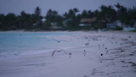 White-sand-tropical-island-ocean-shoreline-at-dawn