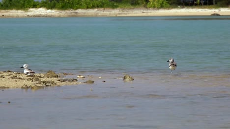 Par-de-aves-de-cangrejo-chorlito.