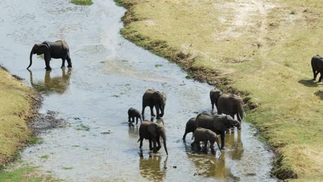 Elephant-group-walking-along-riverbed