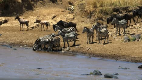 long-shot-of-zebra-drinking-from-the-mara-river-in-masai-mara,-kenya