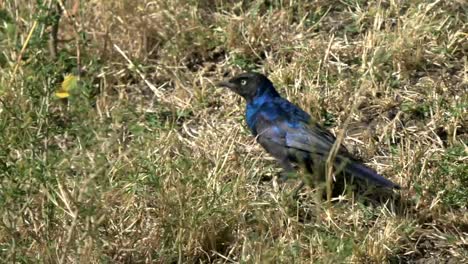 ruppells-starling-in-masai-mara,-kenya