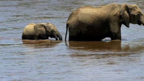 cerca-de-un-becerro-del-elefante-y-madre-cruzando-el-río-mara